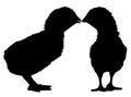 Silhouette of two little chickens Royalty Free Stock Photo