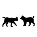 Silhouette of two lynxes. Animals feline family