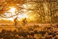 Silhouette of two men riding bicycles. Royalty Free Stock Photo