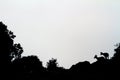 Silhouette of two mountain goats on top of the rocks in El Torcal, Spain Royalty Free Stock Photo