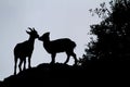 Silhouette of two mountain goats on top of the rocks in El Torcal, Spain Royalty Free Stock Photo