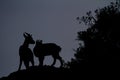 Silhouette of two mountain goats on top of the rocks in El Torcal, Spain Royalty Free Stock Photo