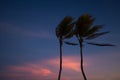 Silhouette of two palm trees with sun light on sunset sky. Royalty Free Stock Photo