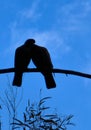 Silhouette of two pigeons perched on a tree branch against a blue sky. Symbol of peace and love