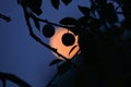 Silhouette of two plums seen at the moon ripe in the orchard tree at dusk. Prunus domestica a tasty fruit at night