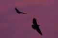 Silhouette of two ravens flying in a pink sunset sky