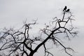 Silhouette of two ravens sitting on a tree branche