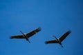 Silhouette of two sandhill cranes Grus canadensis flying in a Wisconsin blue sky