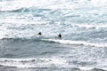 Silhouette of two surfers swimming in the ocean in Newquay, a popular destination for surfers. Royalty Free Stock Photo