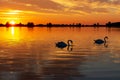 Silhouette of two swans during beautiful sunset in lake Zoetermeerse plas-2 Royalty Free Stock Photo