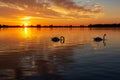 Silhouette of two swans collecting food during beautiful sunset in lake Zoetermeerse plas Royalty Free Stock Photo