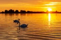 Silhouette of two swans diving for food during beautiful sunset in lake Zoetermeerse plas Royalty Free Stock Photo