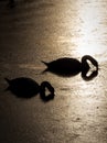 Silhouette of two swans diving for food during beautiful sunset in river Bosut. Vinkovci, Croatia.tif Royalty Free Stock Photo