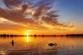 Silhouette of two swans during sunset with beautiful skies in lake Zoetermeerse plas Royalty Free Stock Photo