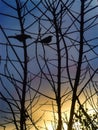 Silhouette of two thrushes on a branch of a leafless tree in an autumn sunset