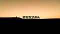 Silhouette of two unidentified Berber men leading a camel caravan