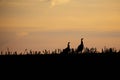 Silhouette of two Wisconsin wild turkeys meleagris gallopavo in November