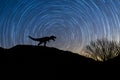 Silhouette of tyrannosaurus rex at night with startrail in the background