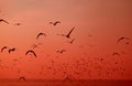 Silhouette of Uncountable Wild Seagulls Flying over the Sea in Vibrant Red Color Gradation Royalty Free Stock Photo