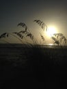 Silhouette of Uniola Paniculata (Sea Oats) Grass Growing in Sand Dunes on Atlantic Ocean Beach during Sunrise. Royalty Free Stock Photo