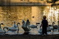 Child talking to swans in Golden Hour river water