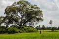 Silhouette of unrecognizable woman in a long scarf on the background of the African