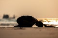 Silhouette Vacation of Asian woman relaxing in yoga Child`s Pose stretching exercises muscle for warm up