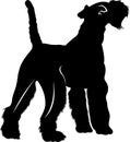 Silhouette vector dog breed Fox Terrier