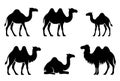 Silhouette Vector, Illustration of 6 Camels Royalty Free Stock Photo