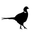 The silhouette vector illustration of pheasant walking on ground  in white background Royalty Free Stock Photo