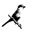 The silhouette vector illustration of shrike bird sitting on stick in white background