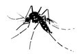 silhouette vector image image mosquito Aedes aegypti, dengue, chikungunya, zika virus proliferation epidemic health