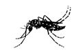 silhouette vector image image mosquito Aedes aegypti, dengue, chikungunya, zika virus proliferation epidemic health