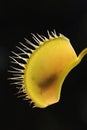 Venus fly trap profile on black background with fly inside Royalty Free Stock Photo