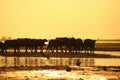 Silhouette view of buffalo