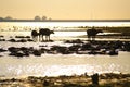 Silhouette view of buffalo Royalty Free Stock Photo