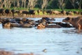 Silhouette view of buffalo Royalty Free Stock Photo