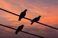 Silhouette view of pigeons under twilight sky