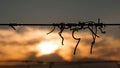 Silhouette of vine crook on wire in the sunset with cloudy sky