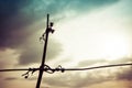 Silhouette of vine crook on wire in the sunset with cloudy sky