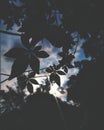 Silhouette of the vine leaves against the evening sky