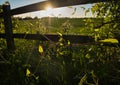 Silhouette of a vine plant with a glowing sun in the background