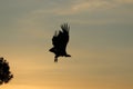 Silhouette of a vulture flying during sunrise in the african savannah. Royalty Free Stock Photo