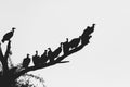 Silhouette of Vultures perched on a branch, Greater Kruger.