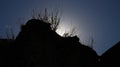 Silhouette of a wall of boskovice castle with bush