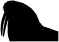 Silhouette of a Walrus with tusks