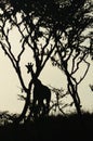 Silhouette of a watchful giraffe on the savanna in the midst of trees in Tarangire National Park in Tanzania, Africa