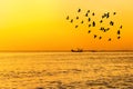 Silhouette waterbird flying over tropical beach on sunset