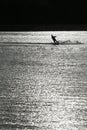 Silhouette waterskiing man in lake black and white