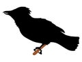 Silhouette of waxwing Royalty Free Stock Photo